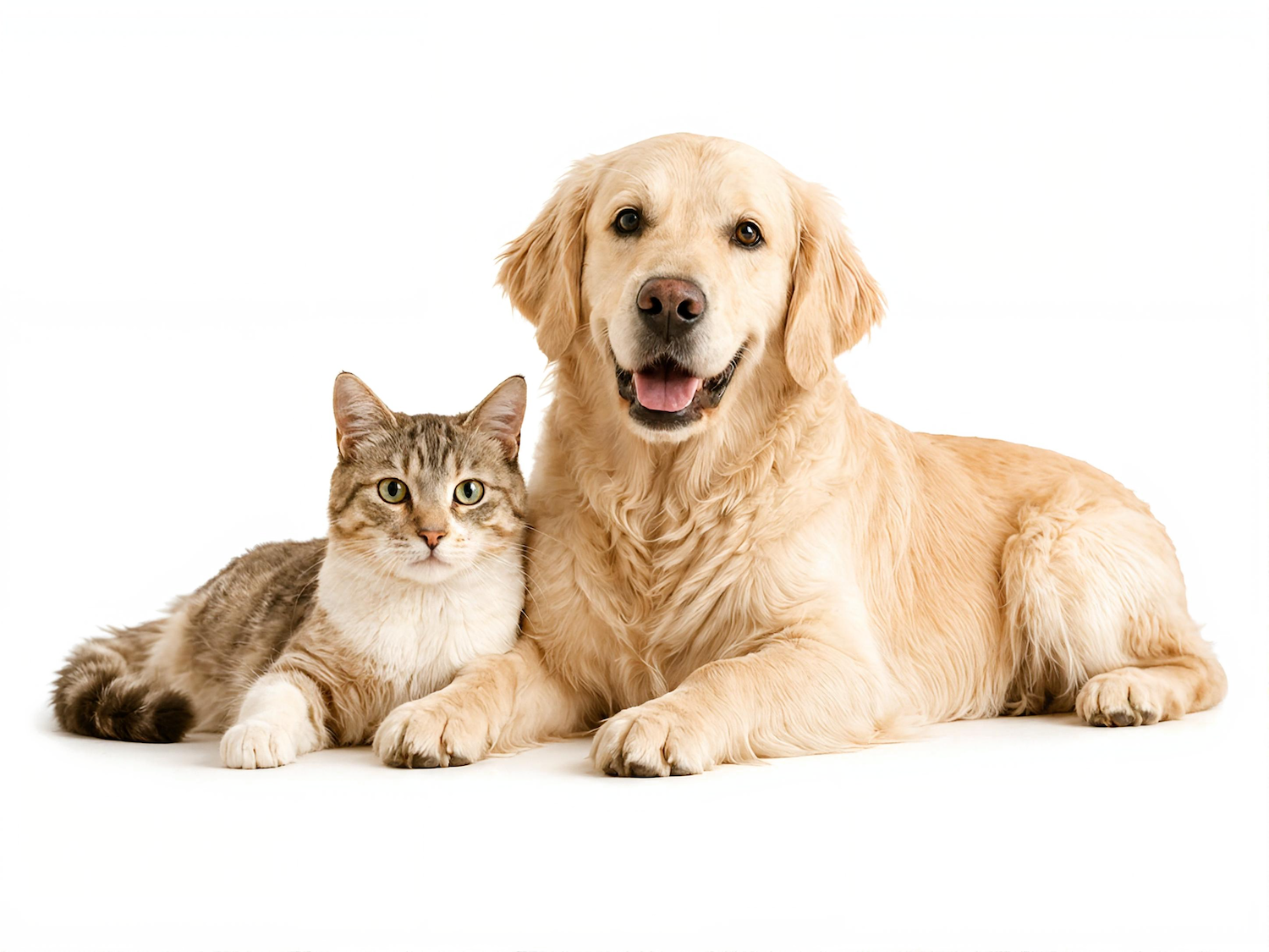Gato y perro estirados
